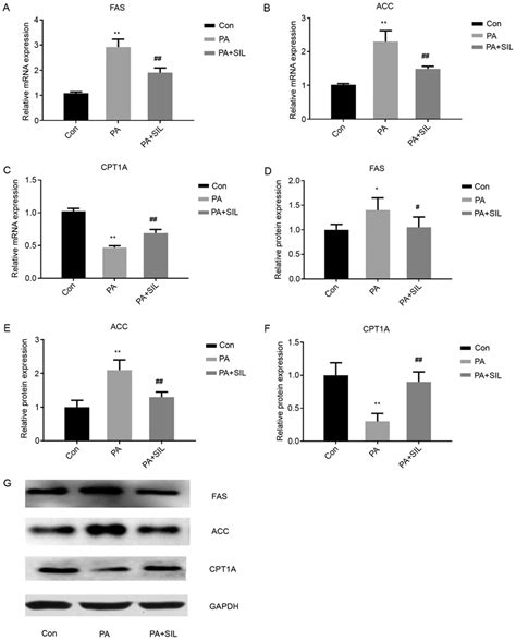 Effects Of Silibinin Intervention On Mrna And Protein Expression Levels