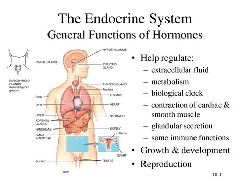 Labelled Diagram Of Endocrine System Endocrine System Diagra