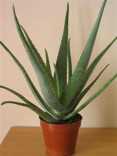 Estilo Y Hogar Aloe Vera Consejos Para Su Cuidado