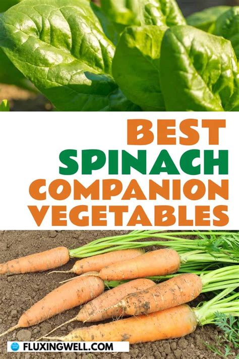 Spinach Companion Plants And To Avoid Fluxing Well