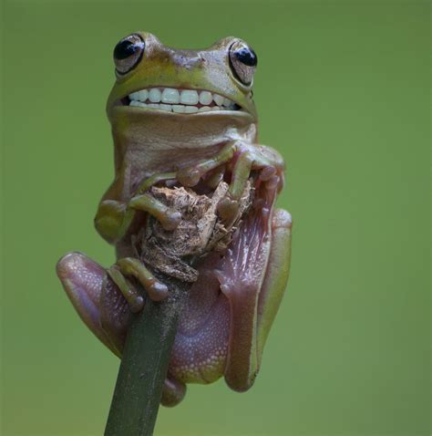 The Complete Guide to Frog Teeth