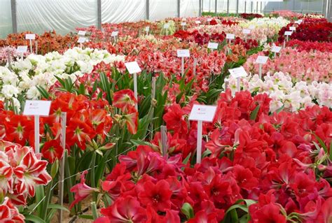 Amaryllis Holland The Production Of Amaryllis Bulbs