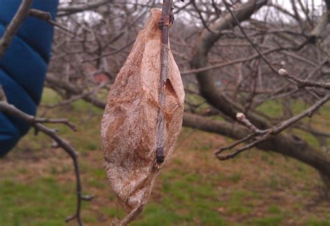 Cecropia Moth Identification Life Cycle Facts And Pictures