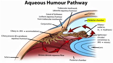 Angle Closure Glaucoma Causes Risk Factors Diagnosis Treatment And Prognosis