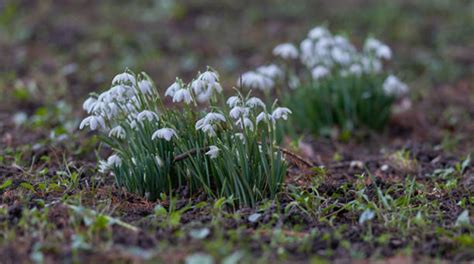 Snowdrops Varieties: What Sets Different Types Of Snowdrops Apart - EmbraceGardening