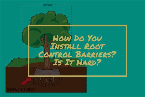 How Do You Install Tree Root Barriers? Is it Hard? – Sidewalk Shield