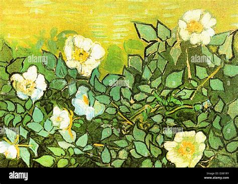 Painting Roses Hi Res Stock Photography And Images Alamy