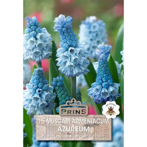 Muscari Azureum (15 Bulbs)