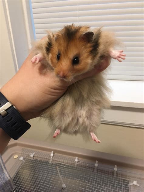 Youth Latina Hamster