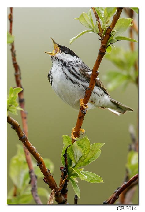 BLACKPOLL WARBLER