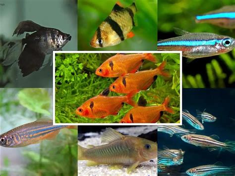 7 Best Serpae Tetra Tank Mates To Pick From