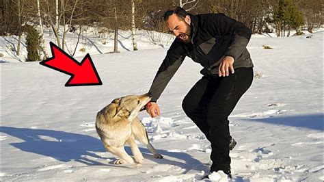 Мужчина вырастил волчонка как своего питомца. Но в один момент ...