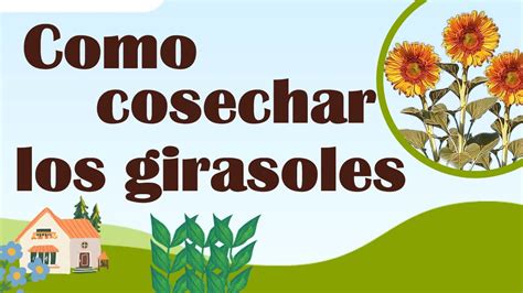 Como Cosechar Y Desgranar Los Girasoles Youtube