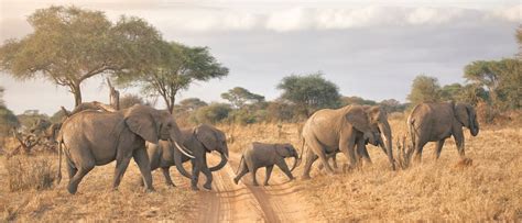 Go On Safari In Tanzanias Tarangire National Park Evaneos