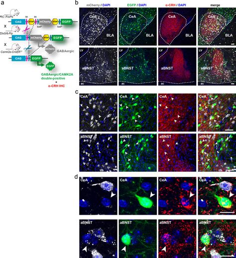 Combining Dual Fate Mapping With Immunohistochemistry Identifies Download Scientific Diagram