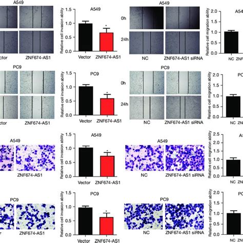 ZNF674 AS1 Inhibits The Migration And Invasion Of NSCLC Cells A B