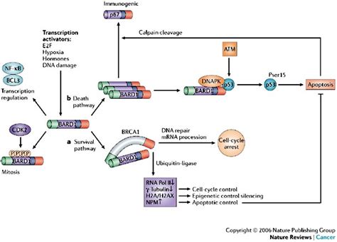 Hypothetical Model Of Bard1 Pathways And Functionsbrca1 Associated