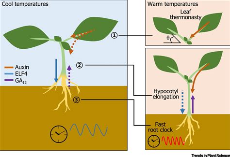 External And Internal Reshaping Of Plant Thermomorphogenesis Trends In