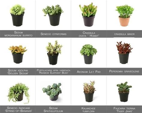 Types Of Succulents Chart