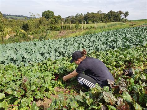 Produtores rurais já podem se cadastrar para o Programa de Aquisição de