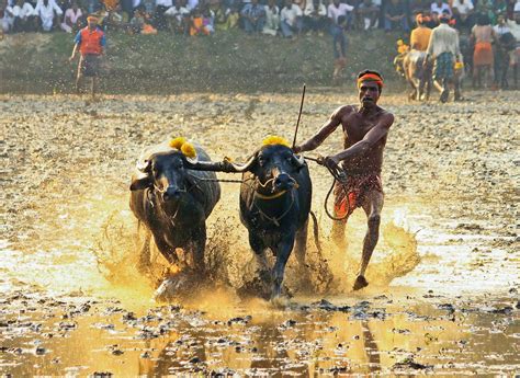 Kambala Another Shot From Vandar Kambala Achintya Guchhait Flickr