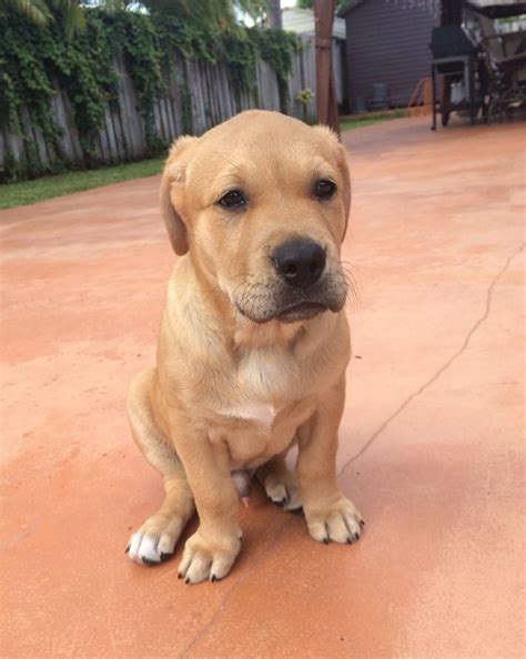 88+ Golden Retriever Bulldog Mix Puppies - l2sanpiero