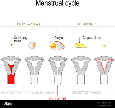 Menstrual Cycle Ovarian Cycle Follicular Phase And Luteal Phase