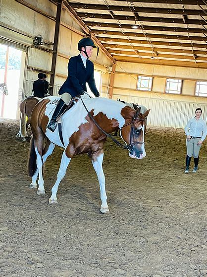 Around The Rings East Coast Halter Futurity Show Equine Chronicle