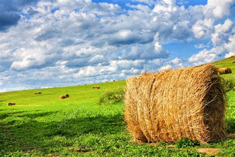 Field Of Hay Bales — Stock Photo © Wdgphoto 2550158