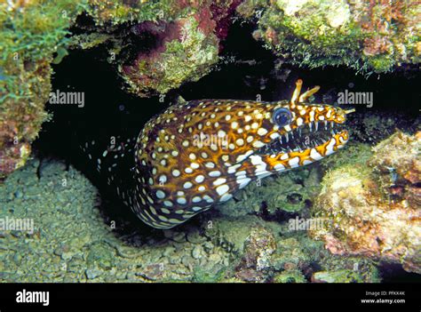 Hawaiian Dragon Eel