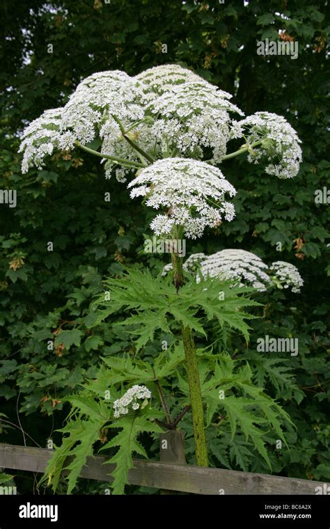 Giant Hogweed Or Giant Cow Parsley Heracleum Mantegazzianum Apiaceae