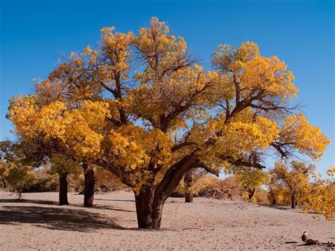 Populus Euphratica Alchetron The Free Social Encyclopedia