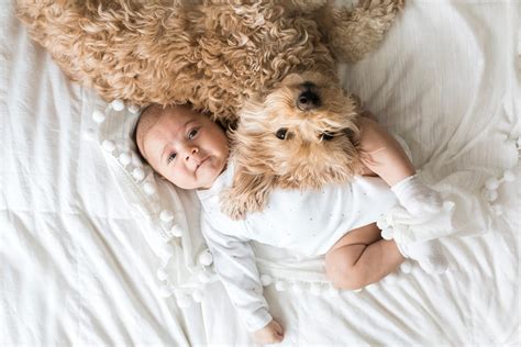 Adorable Photos of Dogs and Babies Playing Together | Reader's Digest