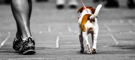 Comment Apprendre à Votre Chien à Marcher Au Pied