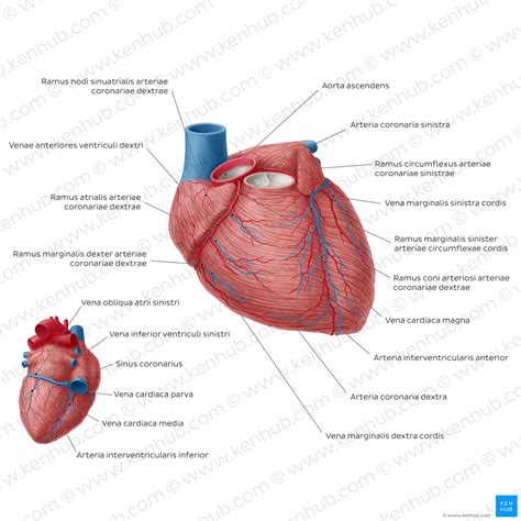 Arteria coronaria sinistra Anatomie Äste und Klinik Kenhub