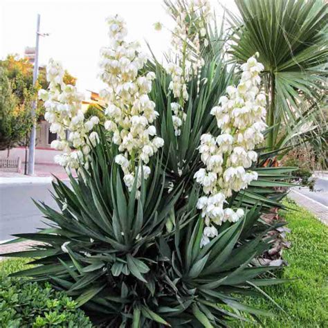 Quelles Plantes Vivaces Rustiques En Plein Soleil Sans Arrosage Choisir