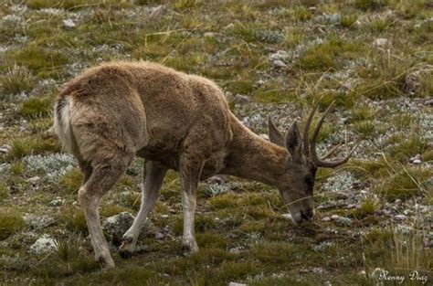 Taruca Hippocamelus Antisensis Inaturalist Canada