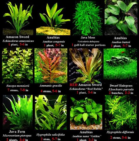 List 95 Pictures Aquatic Plants List With Pictures Latest