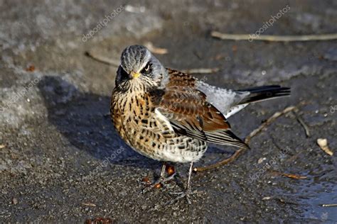 Las Aves Comunes Que Viven En La Metr Polis Y Parques De La Ciudad Son