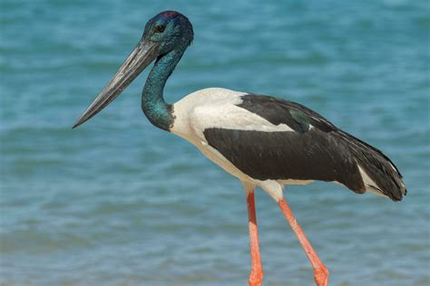 Jabiru Black Necked Stork 25927372 Stock Photo At Vecteezy