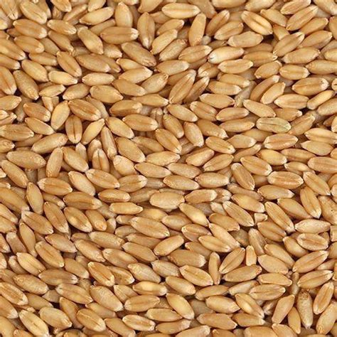 Organic Sharbati Wheat Grain For Bakery Products Making Bread