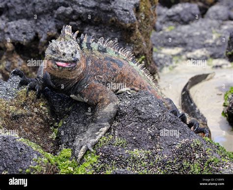 A Male Marine Iguana Amblyrhynchus Cristatus Eating Algae In The