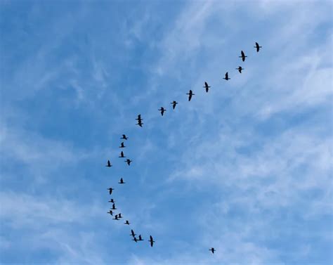 Birds In Sky Stock Photos Royalty Free Birds In Sky Images Depositphotos