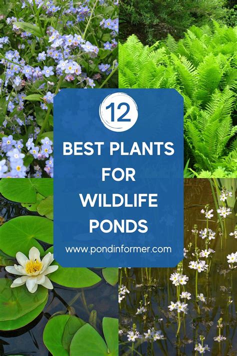 The Essential Plants For Wildlife Ponds