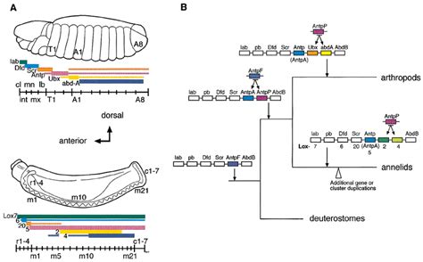 A Primary Boundaries Of Expression Of Hox Class Genes In Late Stage