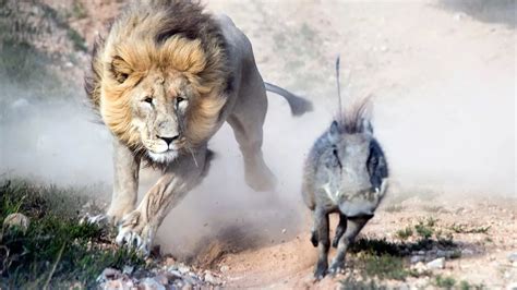 Stunning Moment Speedy Warthog Escape The Clutches Of Hungry Lion As He