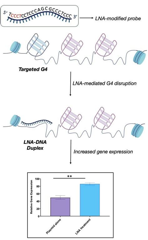 Schematic Representation Of Lna Mediated G Disruption Lna Modified