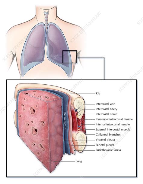 Lungs And Pleura Illustration Stock Image C Science