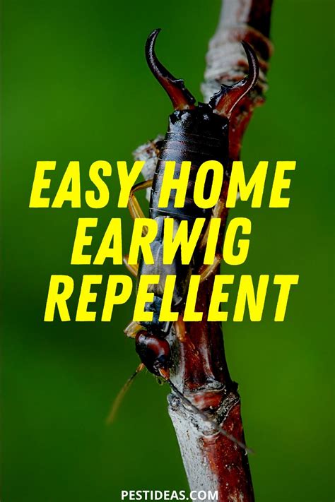 How To Get Earwigs Out Of Your Garden How To Get Rid Of Earwigs From