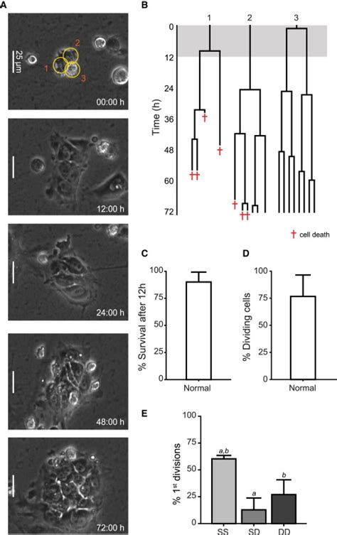 Time Lapse Analysis Of Normal H7 S14 Cells Passaged In Small Clumps